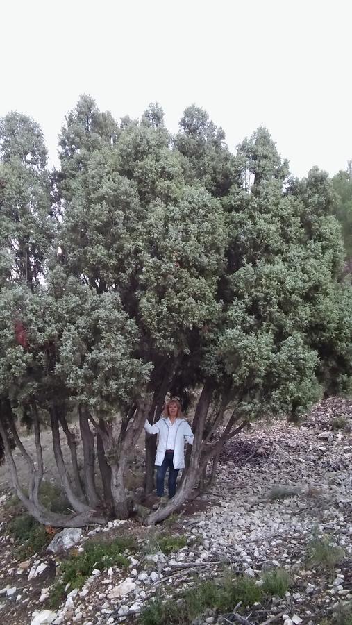 بيت شباب Capricho De Alcorisa المظهر الخارجي الصورة